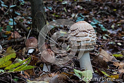 Coprinus comatus, the shaggy ink cap, lawyer`s wig, or shaggy mane, is a common fungus often seen growing on lawns Stock Photo