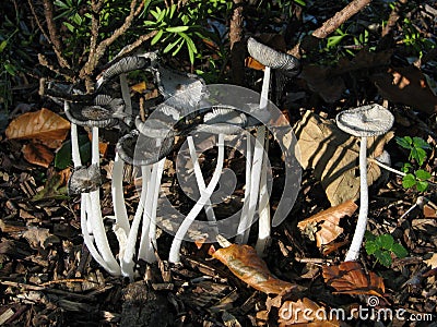 Coprinus-mushroom Stock Photo
