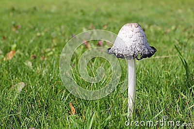 Coprinus Mushroom Growing in the Grass on the Lawn Stock Photo