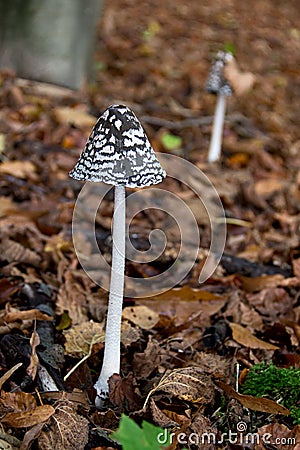 Coprinus mushroom wild in forest. Stock Photo