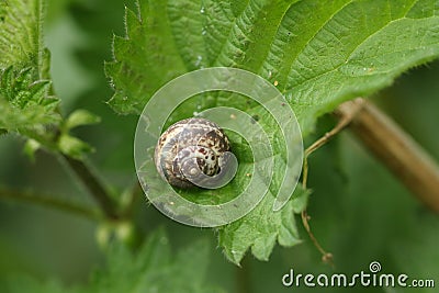 A Copse Snail, Arianta arbustorum, resting on a stinging nettle leaf in the wild in the UK. Stock Photo