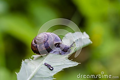 Copse snail on thistle leaf Stock Photo