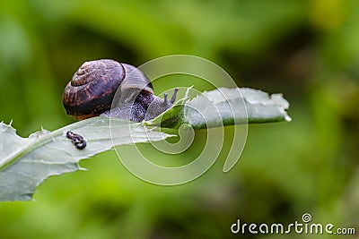 Copse snail on thistle leaf Stock Photo