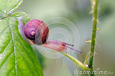 Copse Snail Arianta arbustorum on vegetation in transit looking for better and safer feeding Stock Photo