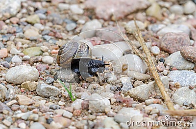 Copse snail on gravel walkpath Stock Photo