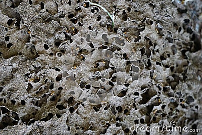 Coptotermes formosanus (Formosan termite, rayap, anai-anai, semut putih) in the dry wood Stock Photo