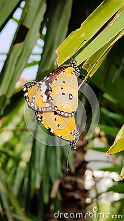 Copulate Butterflies Stock Photo