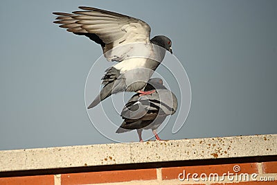 Copulate pigeons Stock Photo