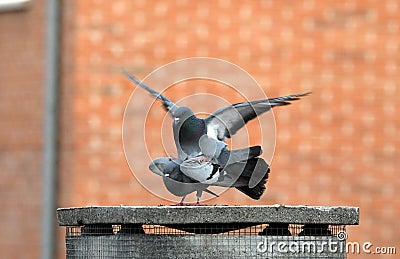 Copulate pigeons Stock Photo