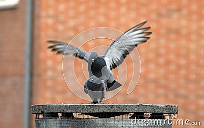 Copulate pigeons Stock Photo