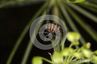 Copulating Italian Striped-Bugs or Minstrel Bugs Stock Photo