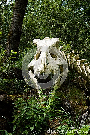 A copy of a real skeleton of a tyrannosaur rex in a wild garden in Furth im Wald, Germany. Editorial Stock Photo