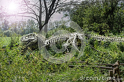 A copy of a real skeleton of a tyrannosaur rex in a wild garden in Furth im Wald, Germany. Stock Photo