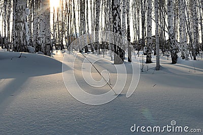 Copy space. Brich forest in winter. Sunset. Lonely shadow on white snow Stock Photo
