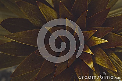 Copy space bronze leaf tree with abstract texture background. Vintage tone filter effect color style. Orange leaves color tone Stock Photo