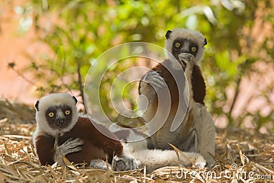 Coquerel's Sifaka Stock Photo