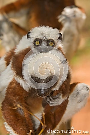 Coquerel's Sifaka Stock Photo