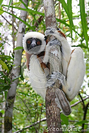 Coquerel sifaka Stock Photo