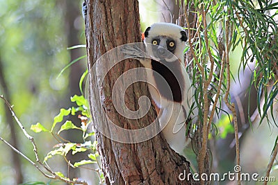 Coquerel sifaka Stock Photo