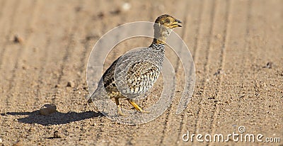 Coqui francolin crossing dirt road with care Stock Photo