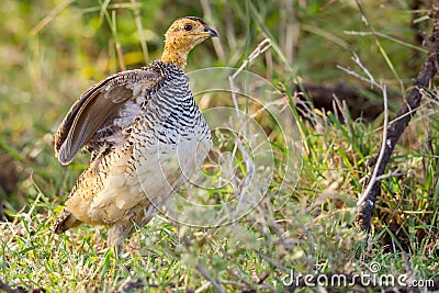 Coqui Francolin Male About To Fly Stock Photo