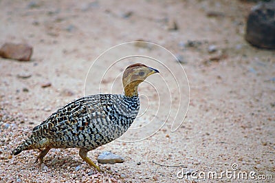 Coqui francolin (Peliperdix coqui) Stock Photo