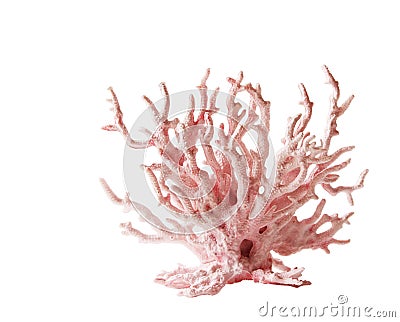 Coral Stock Photo