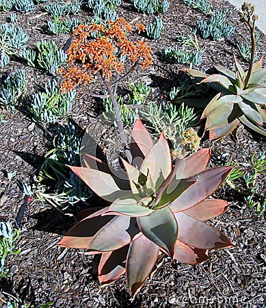 Coral Aloe or Aloe striata plant with coral-red flowers. Stock Photo