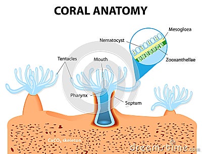 Coral Anatomy. Vector diagram Vector Illustration