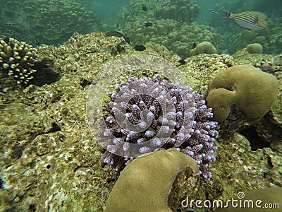 The coral in Andaman ocean Stock Photo