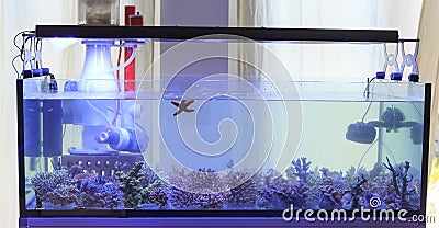 Coral aquarium Stock Photo