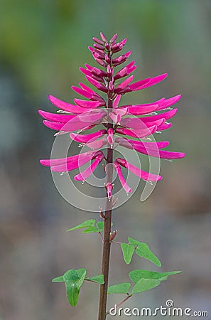 Coral bean - Erythrina herbacea - bright pink red tubular blooms that resemble firecrackers Stock Photo