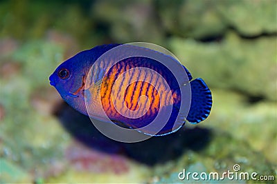 Coral Beauty Angelfish, Centropyge bispinosa Stock Photo