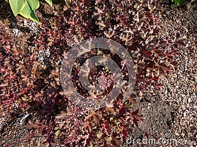 Coral Bells (Heuchera) 'Chocolate ruffles' with chocolate coloured leaves flowering with white flowers Stock Photo