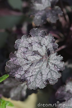 Coral Bells Huckleberry Stock Photo