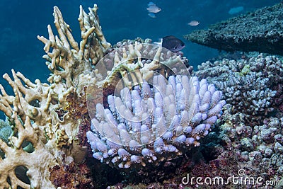 Coral Bleaching Stock Photo