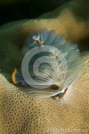 Coral christmas tree worm Stock Photo