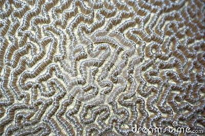 Coral close-up Stock Photo