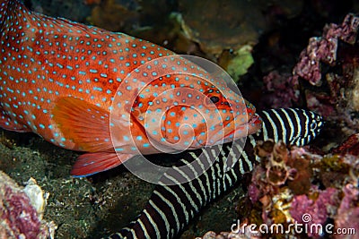 Coral Cod, Cephalopholis miniata with Zebra moray eel Stock Photo