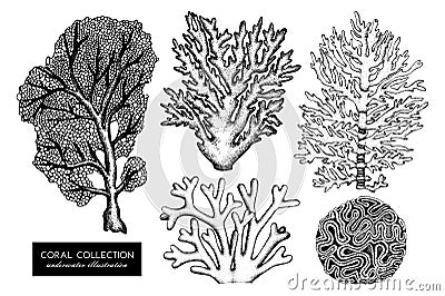 Vector collection of hand drawn reef corals sketch.Vintage set underwater natural elements. Vintage sealife illustration on white Cartoon Illustration