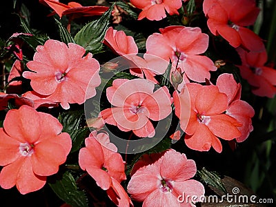 Coral Coloured Impatiens In Bloom Stock Photo