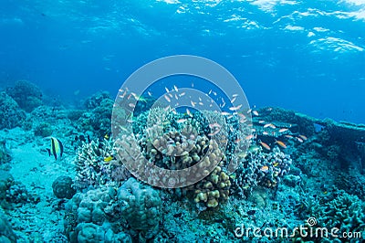 Coral fish Stock Photo