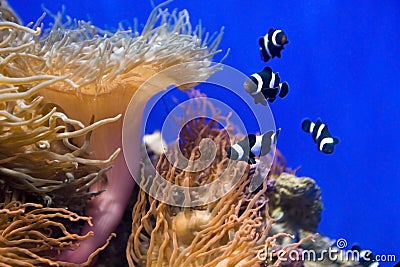 Coral fish and actinia in water. Stock Photo