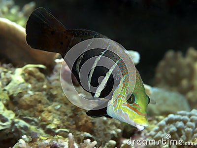 Coral fish Barred thicklip Stock Photo