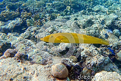 Coral fish Cigar wrasse in Red sea Stock Photo