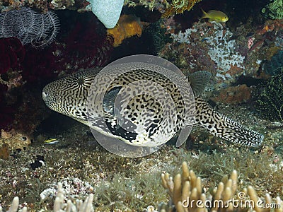 Coral fish Guineafowl puffer Stock Photo