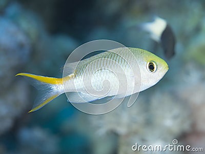 Coral fish Miry`s demoiselle Stock Photo