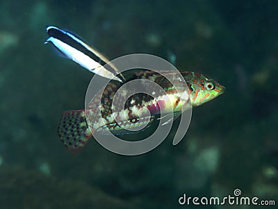 Coral fish Nebulous wrasse Stock Photo