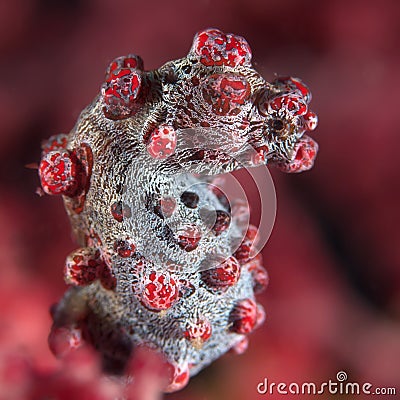 Coral fish Pygmy seahorse Stock Photo