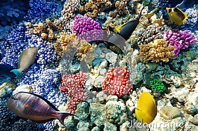 Coral and fish in the Red Sea. Stock Photo